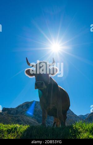 VACA - KUH, Bejes Dorf, Cillórigo de Liébana, Liébana Tal, Kantabrien, Spanien, Europa Stockfoto