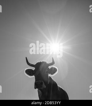 VACA - KUH, Bejes Dorf, Cillórigo de Liébana, Liébana Tal, Kantabrien, Spanien, Europa Stockfoto