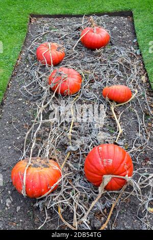 Kürbisse wachsen in Gartenbedding, Isle of Wight, England, Großbritannien Stockfoto