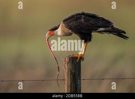 Crested Caracara in Florida Stockfoto