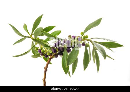 mousehole Baum Zweig mit Beeren isoliert auf weiß Stockfoto