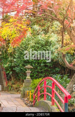 Herbst Laub mit Blick auf die rote Brücke der japanischen Tempel Benzaiten im Wald parc der Inokashira in Kichijoji Stadt Stockfoto