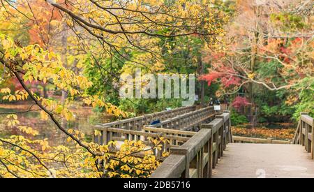 Herbst Laub mit Blick auf die hölzerne Brücke der japanischen Tempel Benzaiten im Wald parc der Inokashira in Kichijoji Stadt Stockfoto