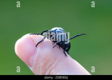 Großer giftiger violetter Ölkäfig, Meloe violaceus am menschlichen Finger. Frühlingszeit. Europa Tschechische Republik Tierwelt Stockfoto