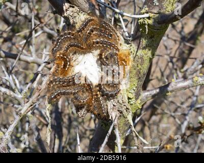 Braunschwanz-Motte Euproctis chrysorrhoe, Raupen im Gemeinschaftsnetz auf Sanddorn, Nord-Norfolk, Mai Stockfoto