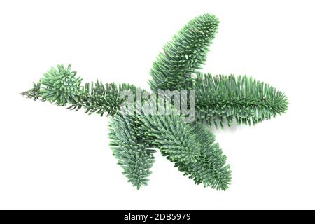 Zweig kleiner Zweig aus edlem Tannenbaum, Abies procera, isoliert auf weißem Hintergrund Stockfoto