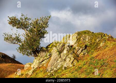 Ein Holly Tree im Langdale Valley, Lake District, Großbritannien. Stockfoto