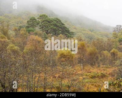 Ariundle Oakwood National Nature Reserve, Birch and Sessile Oak Woodland in der Sunart Region der Scottish Highlands. Diese alten Eichenwälder rece Stockfoto