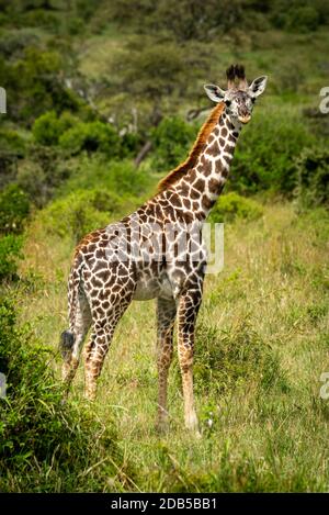 Masai-Giraffe-Kalb steht in grasbewachsener Lichtung Stockfoto