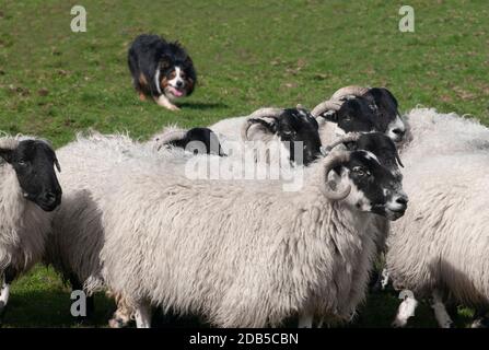 Schafschar, der von Schafhund auf Ackerland in Saughtree, Scottish Borders, Großbritannien, aufgerundet wird Stockfoto