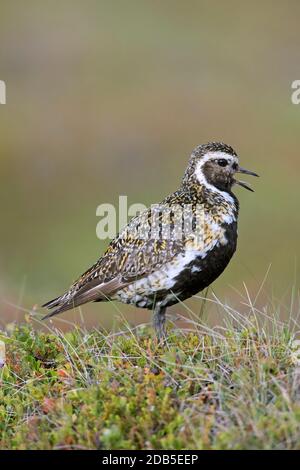 Europäischer Goldpfeiber (Pluvialis apricaria / Charadrius apricarius) Männchen im Zuchtgefieder, das im Sommer die Tundra aufruft Stockfoto