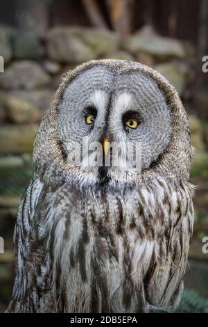 Great Grey Owl Blick in die Kamera mit schönen hellen Augen. Stockfoto