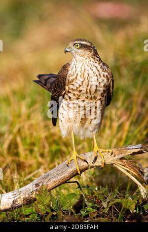 Erwachsene eurasische Sperber, accipiter nisus, Weibchen, die den Schwanz im Sonnenlicht hochhalten. Kleiner Greifvogel, der von vorne auf der Wiese sitzt. Tierische Tiere Stockfoto