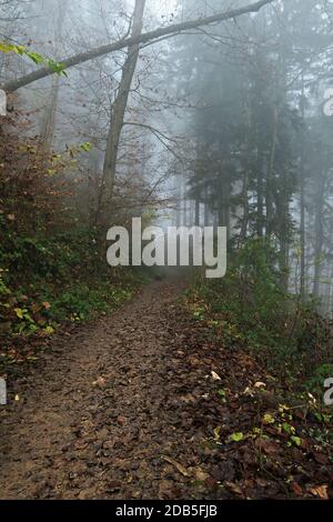 Schlammiger Weg durch schönen Nebelwald im Herbst. Wetter, Jahreszeiten, Umwelt und Forstkonzepte Stockfoto