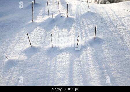 Alte trockene und gefrorene Winterpflanzen auf dem Feld, Winterfröste in der kalten Jahreszeit Stockfoto