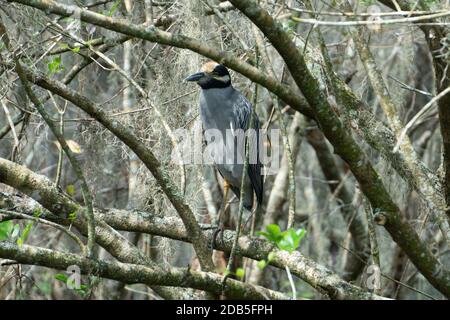 Yellow-gekrönt Nachtreiher (Nyctanassa violacea) schlafen in einem Baum während des Tages im Salatsee Park, Tampa, Florida Stockfoto