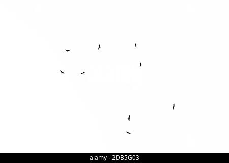 Niedriger Blickwinkel auf eine Herde westlicher Marschen, die in den Himmel fliegen. Schwarz-weiße Silhouette. Stockfoto