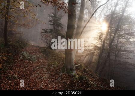 Weg durch Mischwald und Markierungen auf Buche, Sonne scheint durch Morgennebel im Hintergrund. Schönheit in der Natur, Forstwirtschaft und Optimismus Konzepte Stockfoto