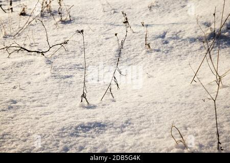Alte trockene und gefrorene Winterpflanzen auf dem Feld, Winterfröste in der kalten Jahreszeit Stockfoto