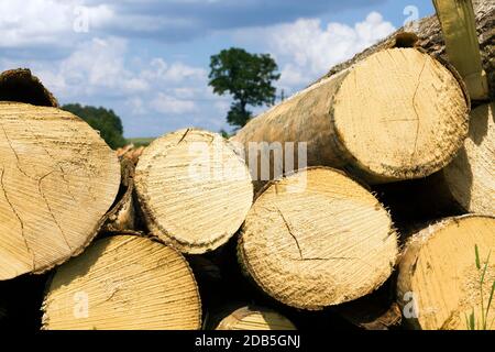 Ernte Kiefernholz, die verwendet werden, um Holzprodukte zu produzieren, liegen die Bäume zusammen in großen Haufen Stockfoto