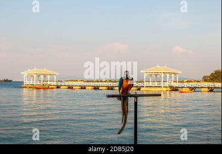 Papagei auf Koh Sichang Thailand Stockfoto