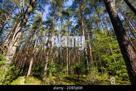 Verschiedene Arten von Bäumen wachsen in einem Mischwald, die Herbstsaison September. Stockfoto