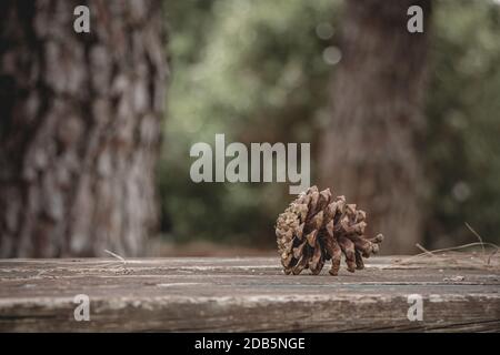 Brauner Kiefernkegel mit Harz auf Holztisch im Wald. Nahaufnahme mit selektivem Fokus und Kopierbereich. Stockfoto