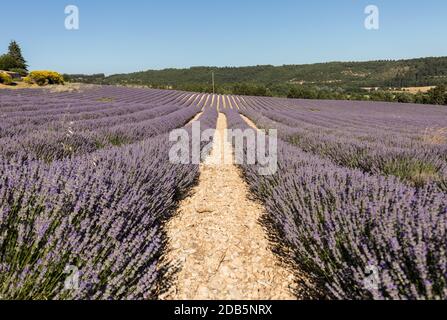 Lavendel-Feld in der Provence, in der Nähe von Sault, Frankreich Stockfoto