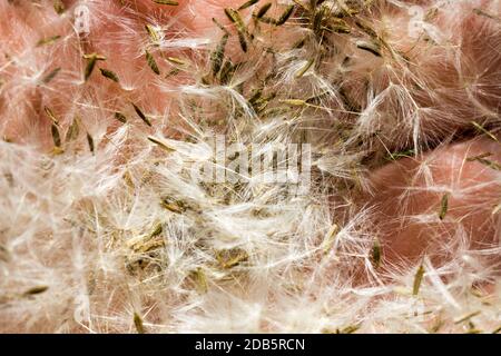 Schöne Kugeln aus weißem Löwenzahn im Frühjahr des Jahres, in der Hand, Nahaufnahme von Blumen mit Samen im Frühjahr Stockfoto