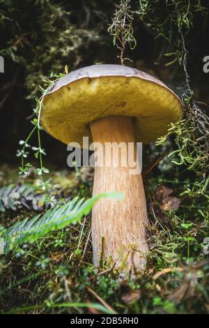 Frische wilde Steinpilze im Wald im Herbst Stockfoto