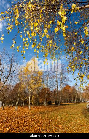 Herbstgelbes Laub im Laubfall, in der Natur im Park und Äste, Landschaft im sonnigen Herbstwetter Stockfoto