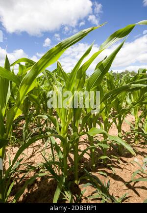 Grüner Mais, der in landwirtschaftlichen Feldern wächst, produziert Nahrung Stockfoto