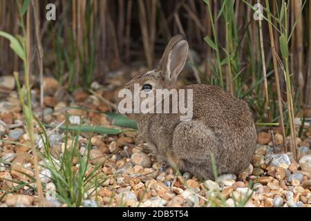 Wildkaninchen (Orycolagus cuniculus) auf Schindel stehend. Rye Harbour Nature Reserve East Sussex.20.07.2009. Stockfoto