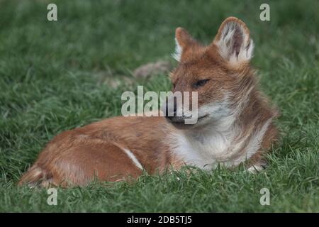 Gefangener asiatischer Wildhund. Oder Loch. (Cuon alpinus) Howletts Wildtierpark Kent. Auf dem Gras sitzen. 22.04 .2010. Stockfoto