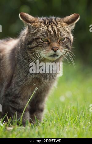 Captive Scottish Wildcat (Felis silvestris grampia) stehend. British Wildlife Centre Surrey.09.05.2011. Stockfoto