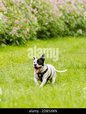 Glücklich energetische Staffordshire Bull Terrier Hund läuft durch Feld. Stockfoto