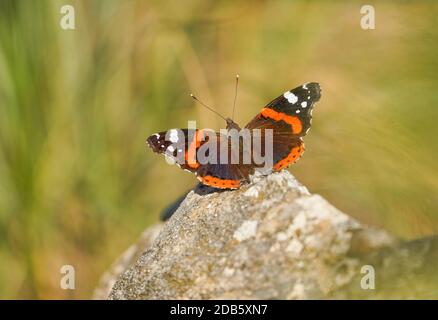 Roter Admiral-Schmetterling, Vanessa atalanta, sonnenverwöhnt in der Sonne, Andalusien, Spanien Stockfoto