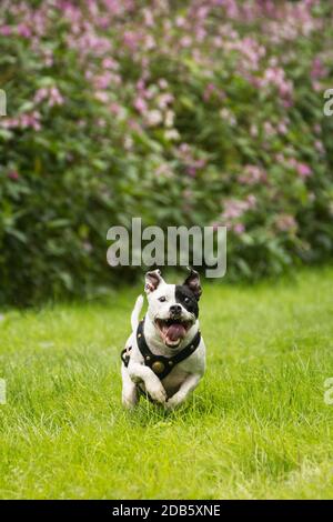 Glücklich energisch Staffordshire Bull Terrier läuft auf grünem Gras mit der Zunge aus. Stockfoto