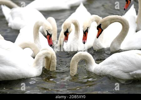 Schwäne am Attersee (Bez. Vöcklabruck, Salzkammergut, Oberösterreich, Österreich) - Schwäne am Attersee (Kreis Vöcklabruck, Salzkammergut, Obere Stockfoto