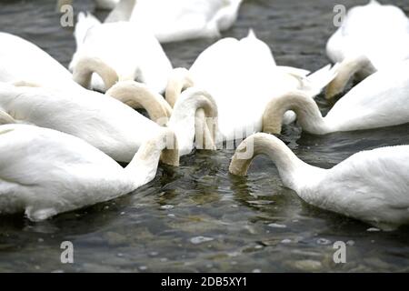 Schwäne am Attersee (Bez. Vöcklabruck, Salzkammergut, Oberösterreich, Österreich) - Schwäne am Attersee (Kreis Vöcklabruck, Salzkammergut, Obere Stockfoto