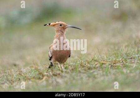 Wiedehopf (Upupa epops ) auf einer Graswiese nach Insekten zu fressen, Andalusien, Spanien. Stockfoto