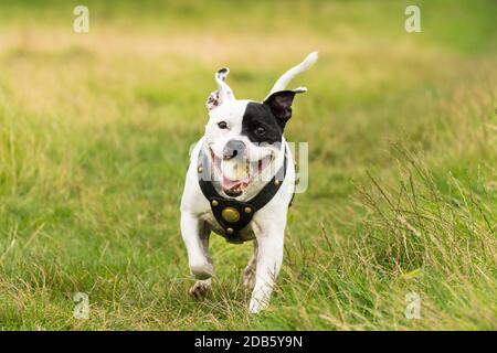 Energetischer Staffordshire Bull Terrier Hund läuft im Feld mit einem Ball im Mund. Stockfoto