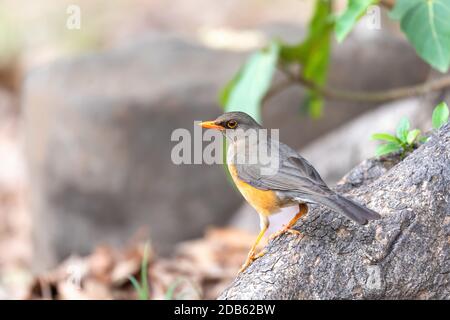 Der Abessinische Thrush (Turdus abyssinicus) ist ein Passiervogel in der Familie Turdidae. Äthiopien, Gondar, Afrika Safari Wildtiere Stockfoto