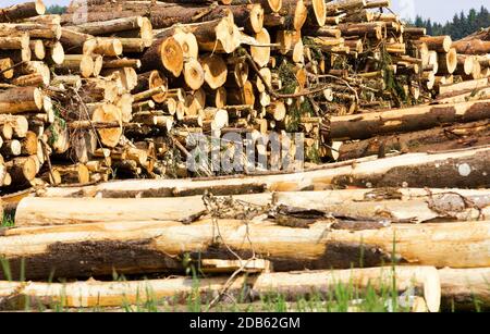 Große Menge an geerntetem Holz, die in Haufen, Industriegelände gestapelt werden Stockfoto