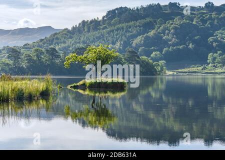 Ein einsamen Baum auf einer Insel spiegelte sich im See bei Rydal Water im englischen Seengebiet wider. Stockfoto