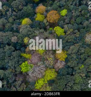 Frühling, Encinar Cantábrico, Eiche, Liendo, Liendo-Tal, Montaña Oriental Costera, Kantabrien, Spanien, Europa Stockfoto