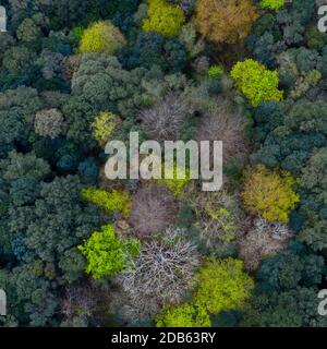 Frühling, Encinar Cantábrico, Eiche, Liendo, Liendo-Tal, Montaña Oriental Costera, Kantabrien, Spanien, Europa Stockfoto