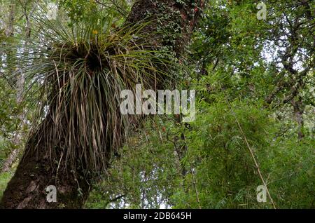 Chupalla Fascicularia bicolor an einem Baum. Cerro Nielol Naturdenkmal. Temuco. Region Araucania. Chile. Stockfoto