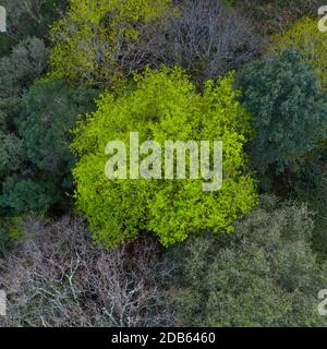 Frühling, Encinar Cantábrico, Eiche, Liendo, Liendo-Tal, Montaña Oriental Costera, Kantabrien, Spanien, Europa Stockfoto