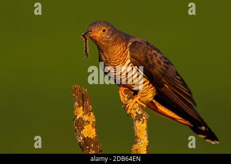 Gemeiner Kuckuck, cuculus Canorus, der bei Sonnenuntergang im Sommer auf einem Ast in Baumwipfel sitzt. Wilder Vogel mit grauen Federn mit gefangener Raupe ruht Stockfoto